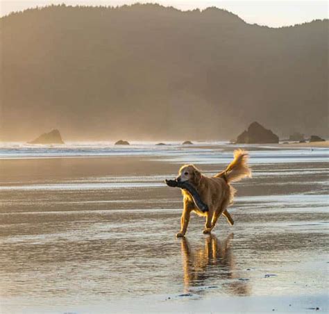 dog friendly vacation rentals oregon coast|Pet